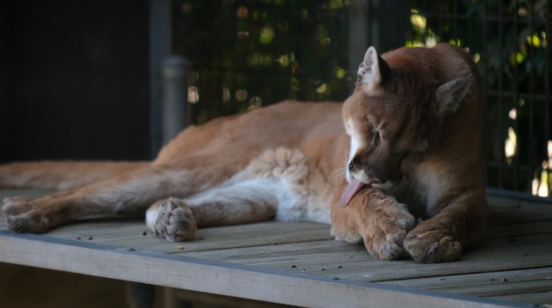 Free stock image of Wild Cougar created by Pixabay