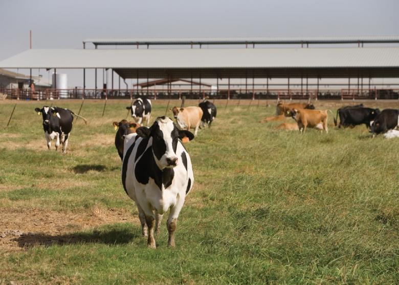 Free stock image of Cattle Farm created by Pixabay