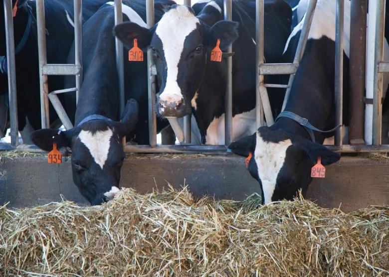 Free stock image of Cattle Farm created by Pixabay
