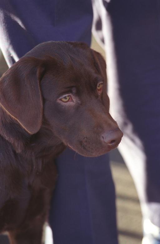 Free stock image of Brown Dog created by Pixabay
