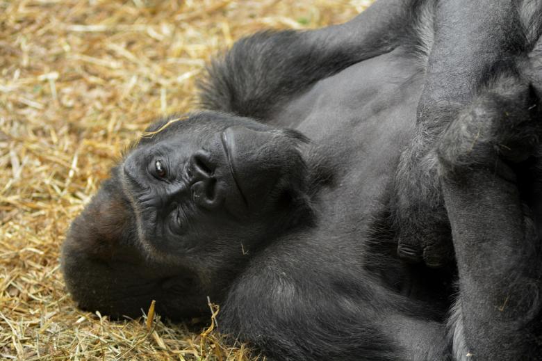Free stock image of Gorilla in the Zoo created by Pixabay