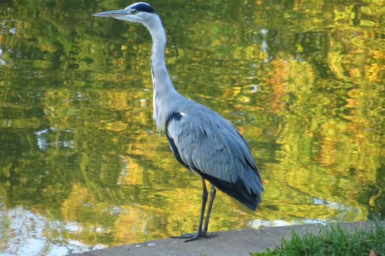 Free stock image of Great Egret created by Pixabay