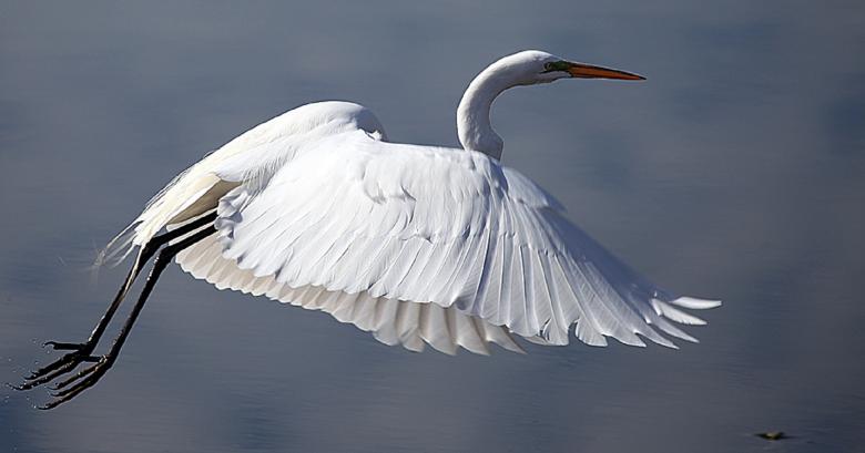 Free stock image of Great Egret created by Pixabay