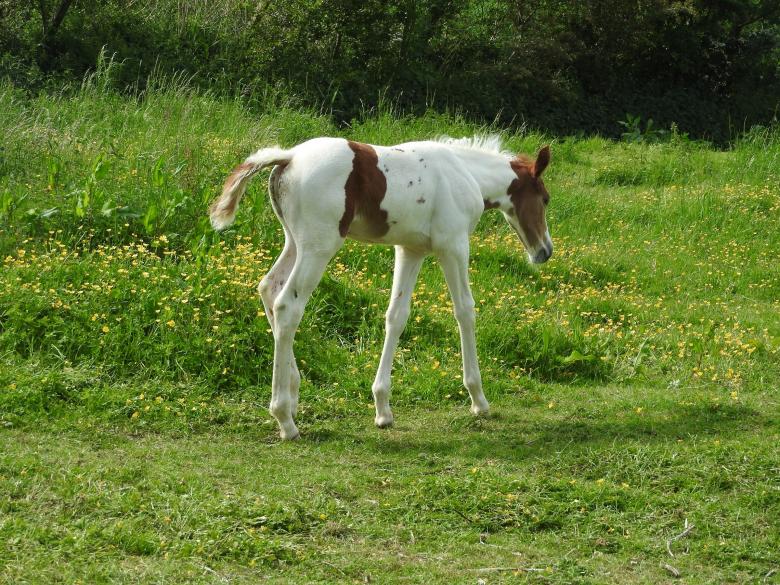 Free stock image of Wild Horse created by Pixabay