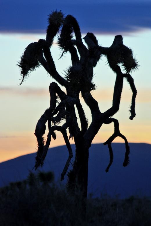 Free stock image of Joshua Tree created by Pixabay