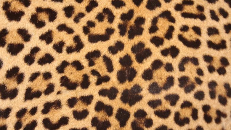 Free stock image of Leopard Skin created by Pixabay