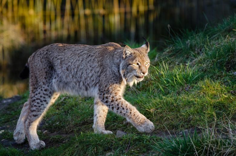 Free stock image of Lynx in the Zoo created by Pixabay