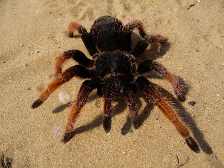 Free stock image of Mexican Pink Tarantula created by Pixabay