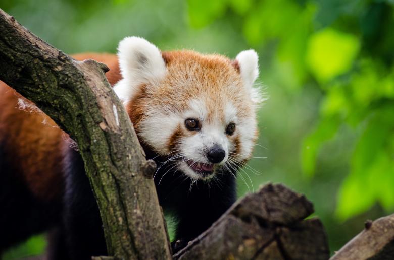 Free stock image of Panda Bear created by Pixabay