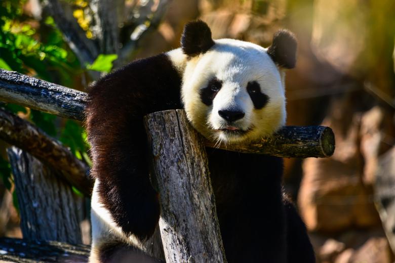 Free stock image of Panda Bear created by Pixabay