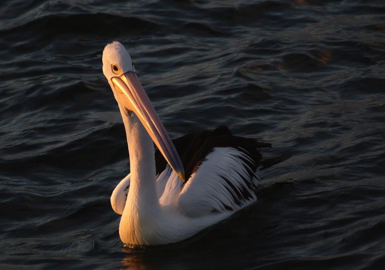 Free stock image of Pelican Swimming created by Pixabay