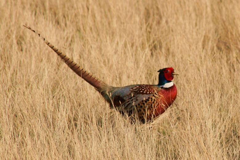 Free stock image of Wild Pheasant created by Pixabay