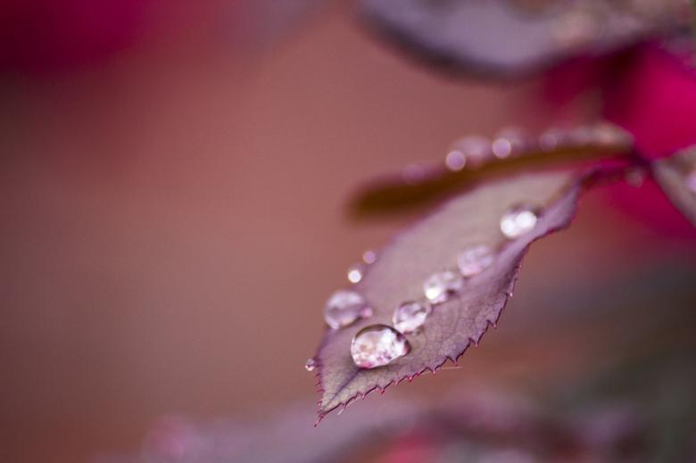 Free stock image of Raindrops on the Leave created by Pixabay