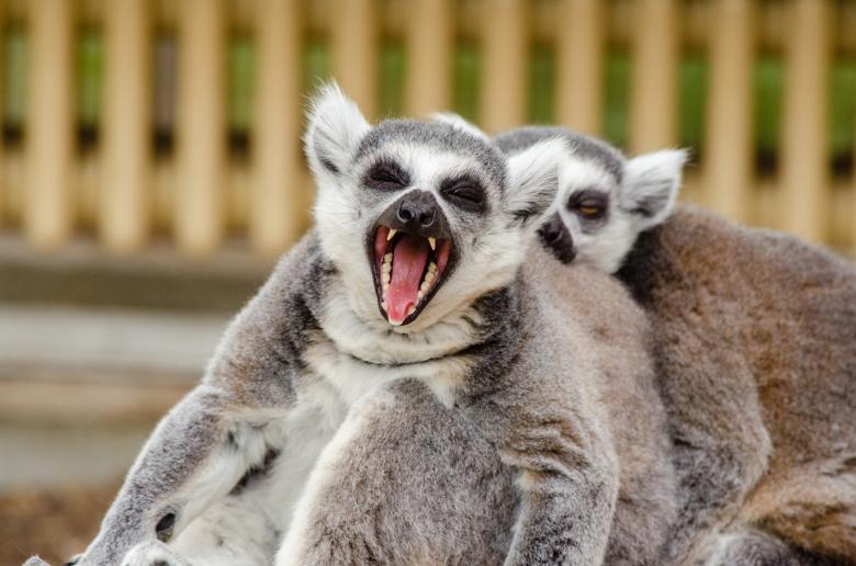 Free stock image of Ring Tailed Lemurs created by Pixabay