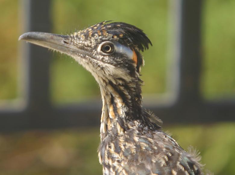 Free stock image of Road Runner created by Pixabay