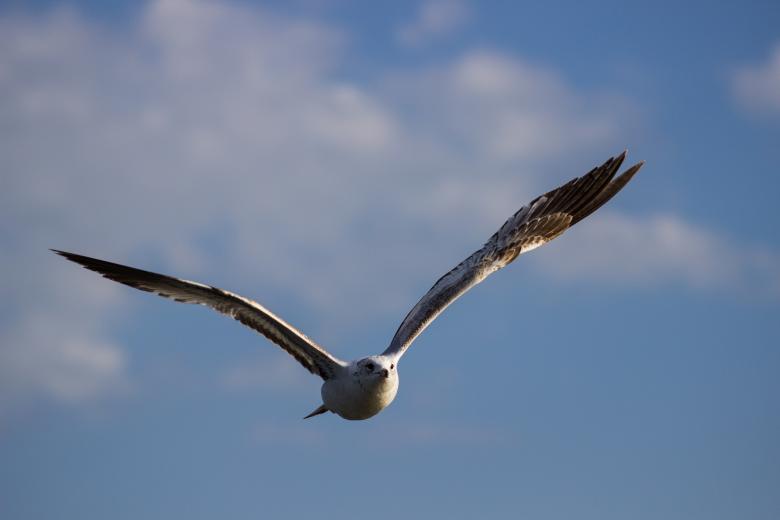 Free stock image of Flying Seagull created by Pixabay