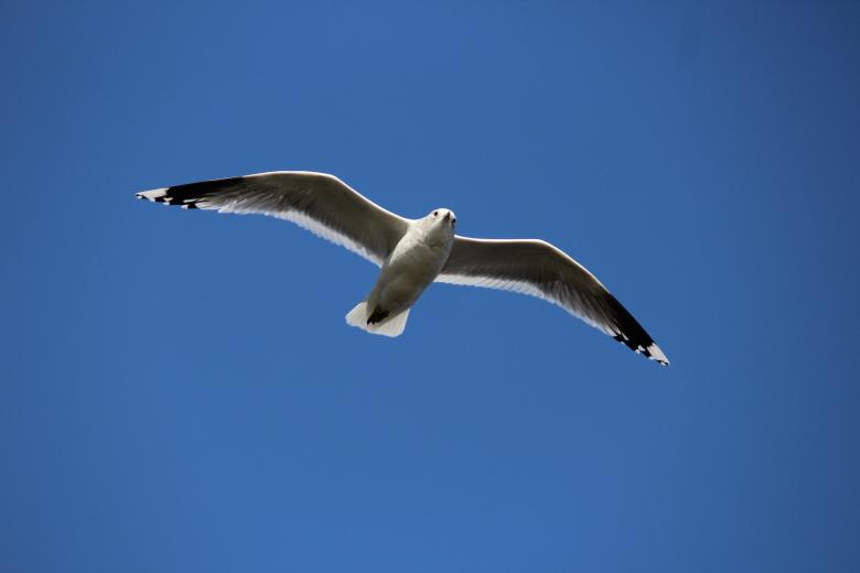 Free stock image of Flying Seagull created by Pixabay