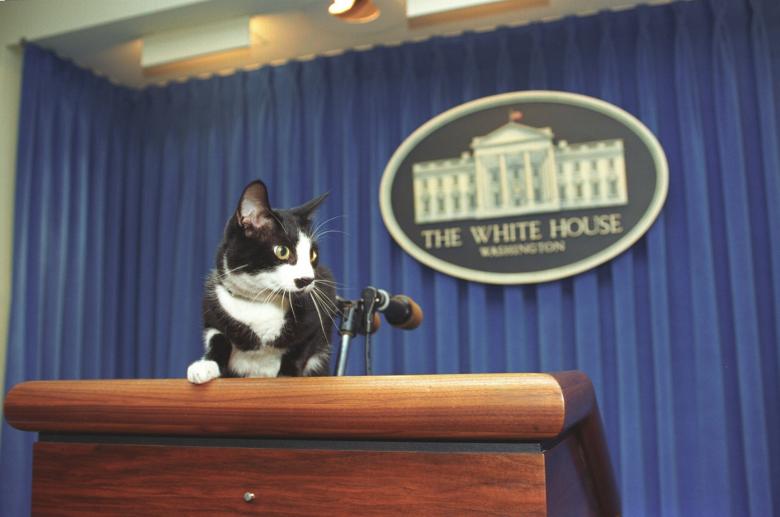 Free stock image of Socks the Cat created by Pixabay