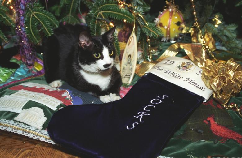Free stock image of Socks the Cat created by Pixabay