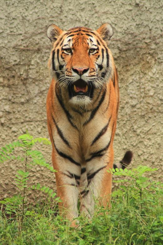 Free stock image of Bengal Tiger created by Pixabay