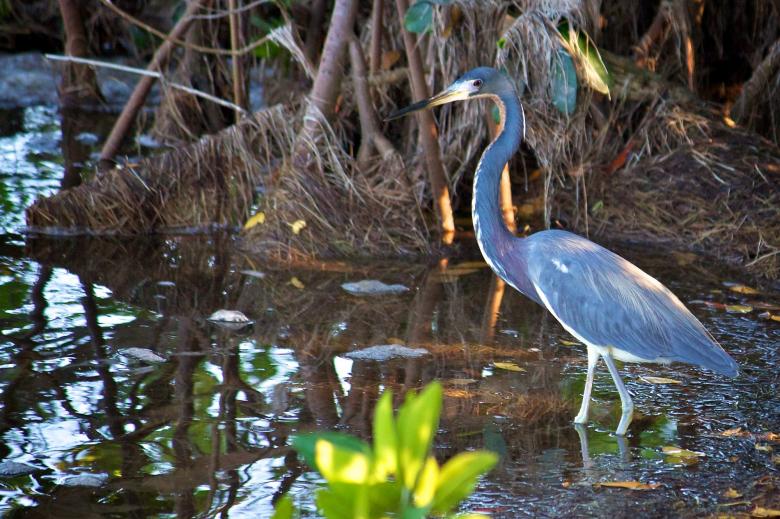 Free stock image of Tricolored Heron created by Pixabay