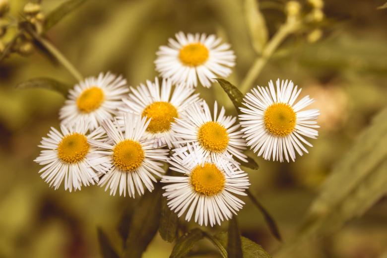Free stock image of Summer flowers created by Alen