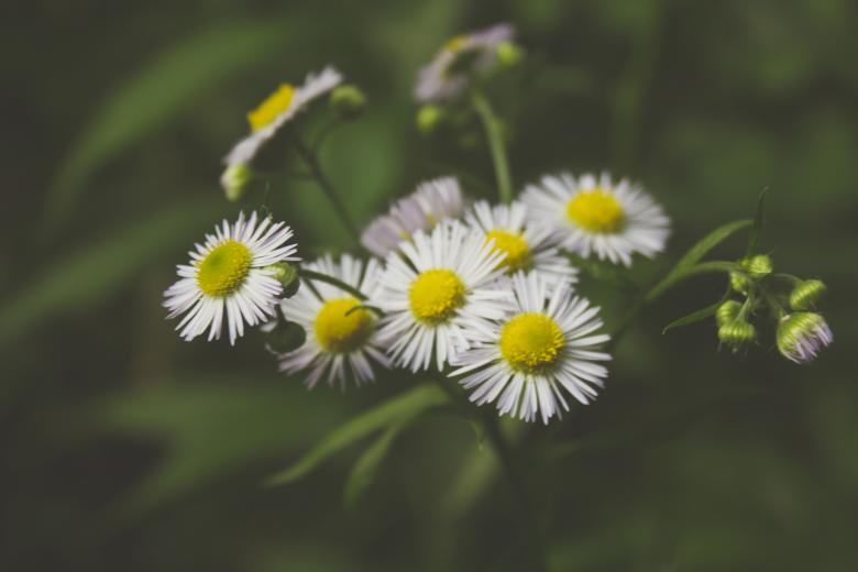 Free stock image of Summer flowers created by Alen