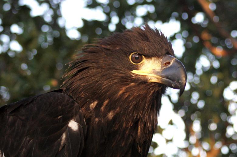 Free stock image of Bald Eagle created by Pixabay
