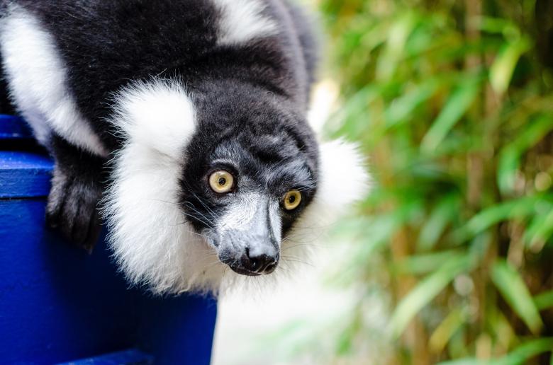 Free stock image of Black n White Ruffed Lemur created by Pixabay