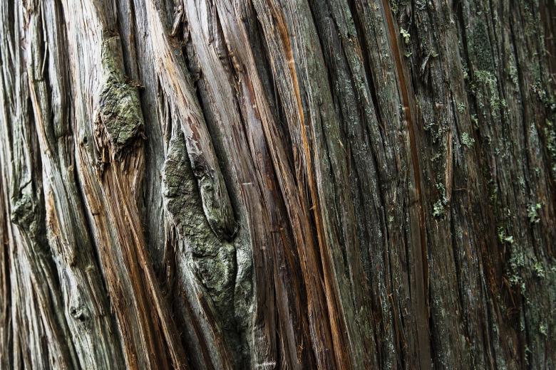 Free stock image of Cedar Tree created by Pixabay