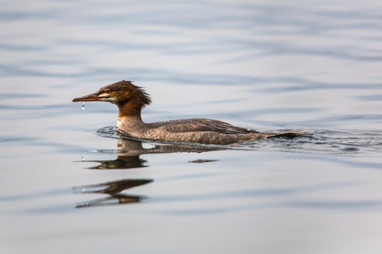 Free stock image of Common Merganser created by Pixabay