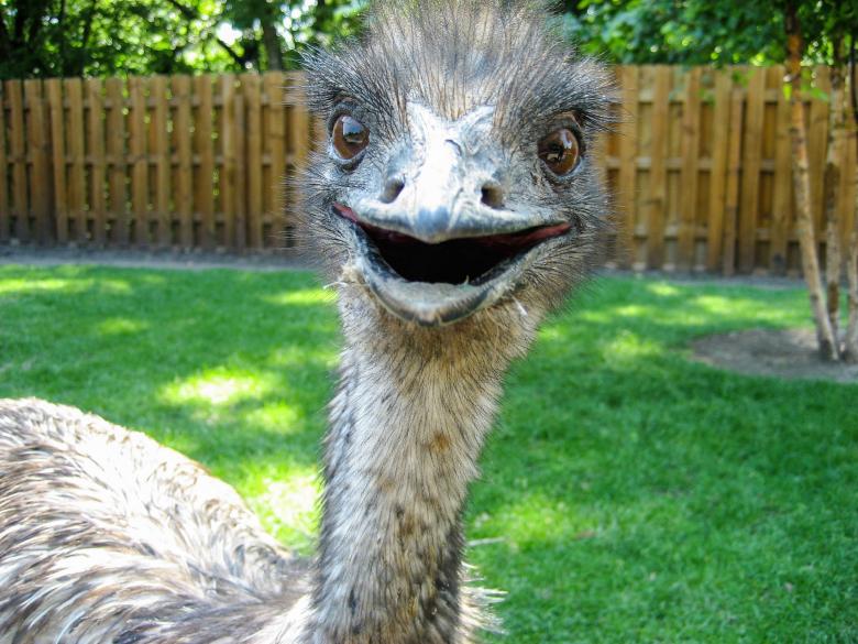 Free stock image of Emu created by Pixabay