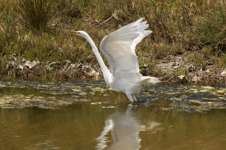 Free stock image of Great Egret created by Pixabay