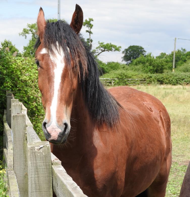 Free stock image of Horse in the Stable created by Pixabay