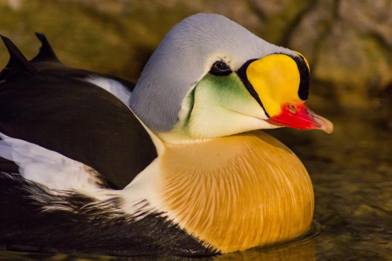 Free stock image of King Eider created by Pixabay