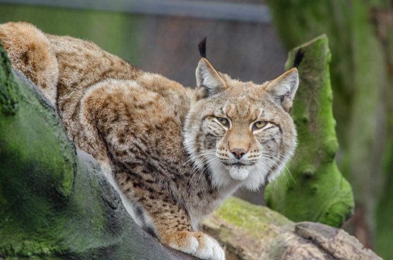 Free stock image of Wild Lynx created by Pixabay