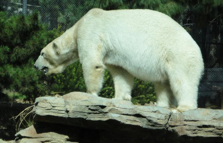 Free stock image of Polar Bear created by Pixabay