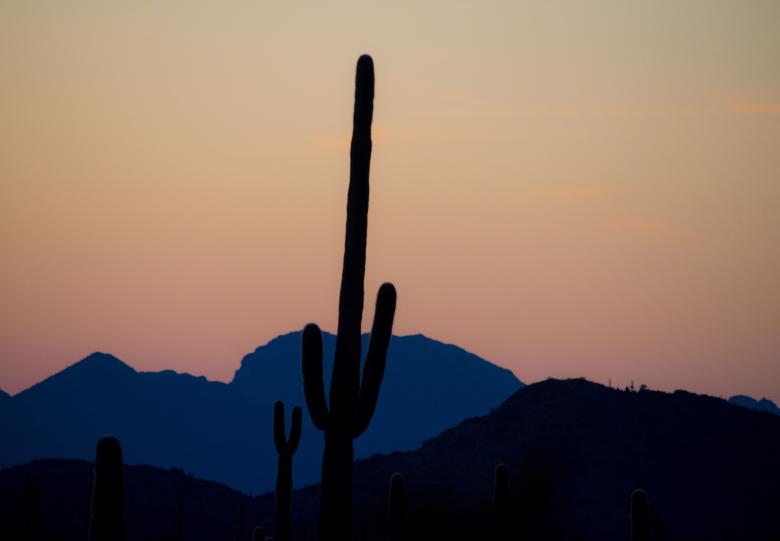 Free stock image of Saguaro in the Desert created by Pixabay