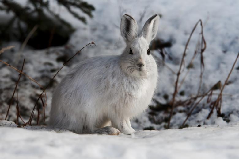 Free stock image of Snowshoe Hare created by Pixabay
