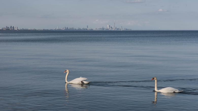 Free stock image of Swans Swimming created by Pixabay