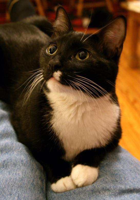 Free stock image of Tuxedo Cat created by Pixabay