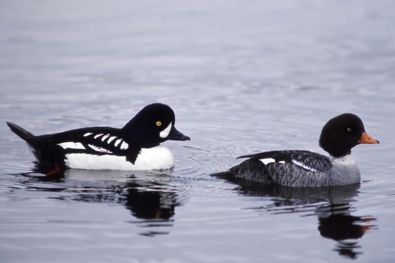 Free stock image of Barrows Goldeneye created by Pixabay