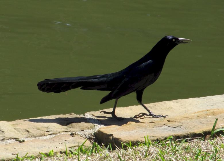 Free stock image of Black bird created by Pixabay