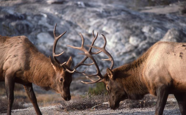 Free stock image of Bull Elk created by Pixabay