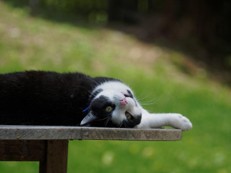 Free stock image of Black Cat created by Pixabay