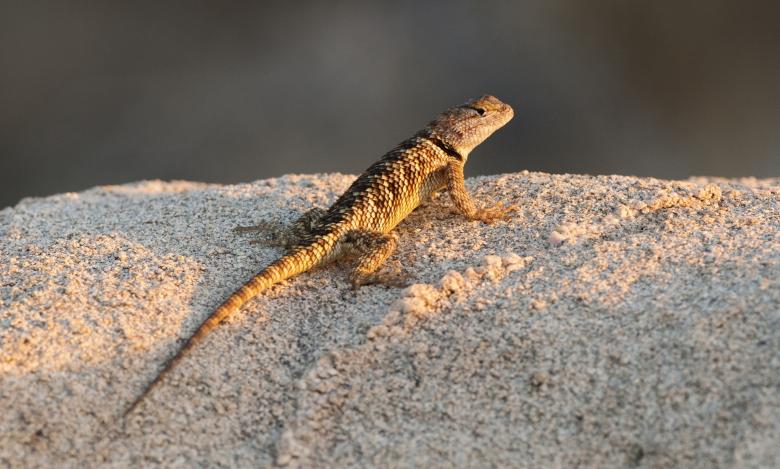 Free stock image of Spiny Lizard created by Pixabay