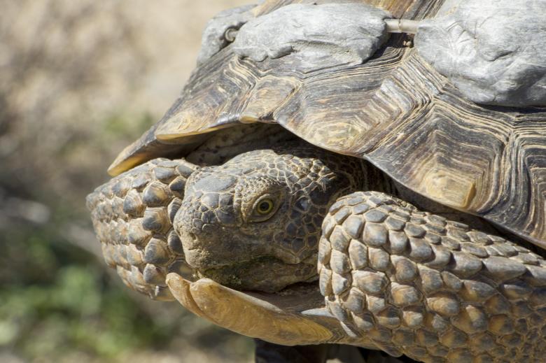 Free stock image of Desert Tortoise created by Pixabay