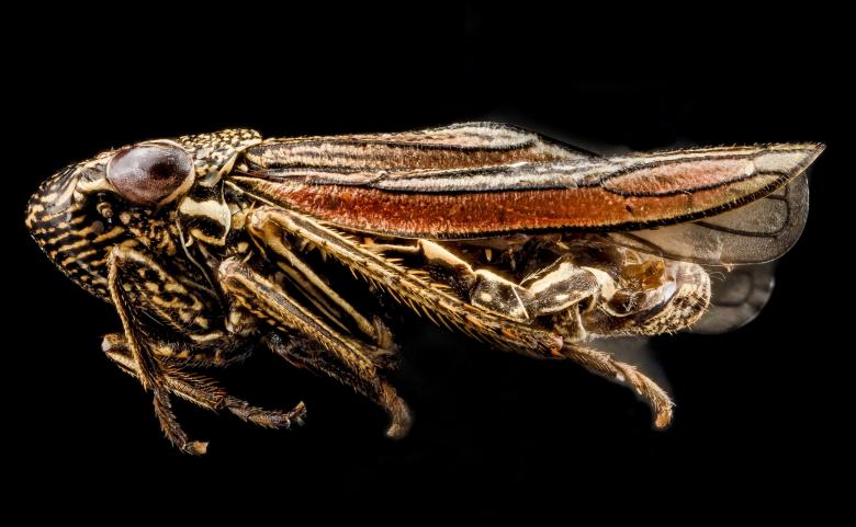 Free stock image of Leaf Hopper created by Pixabay