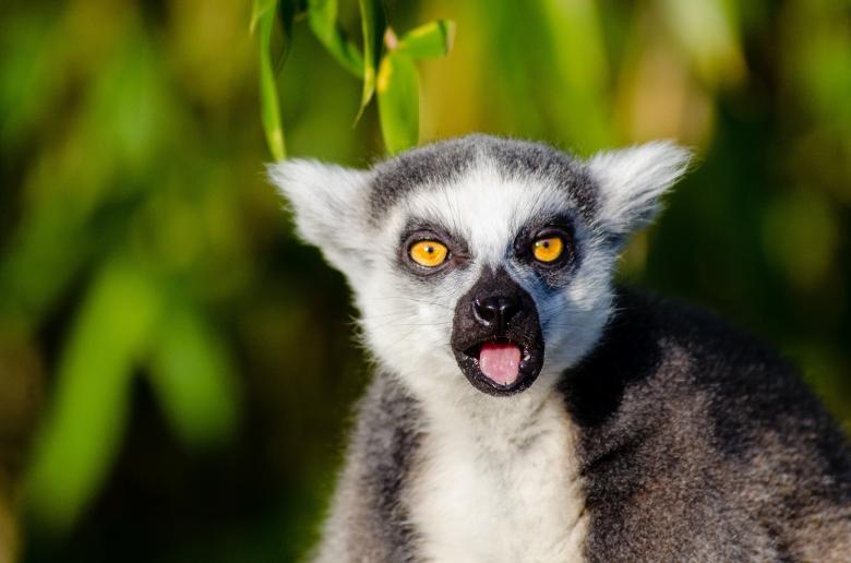 Free stock image of Wild Lemur created by Pixabay
