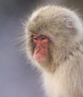Wild Monkey - Free Stock Photo